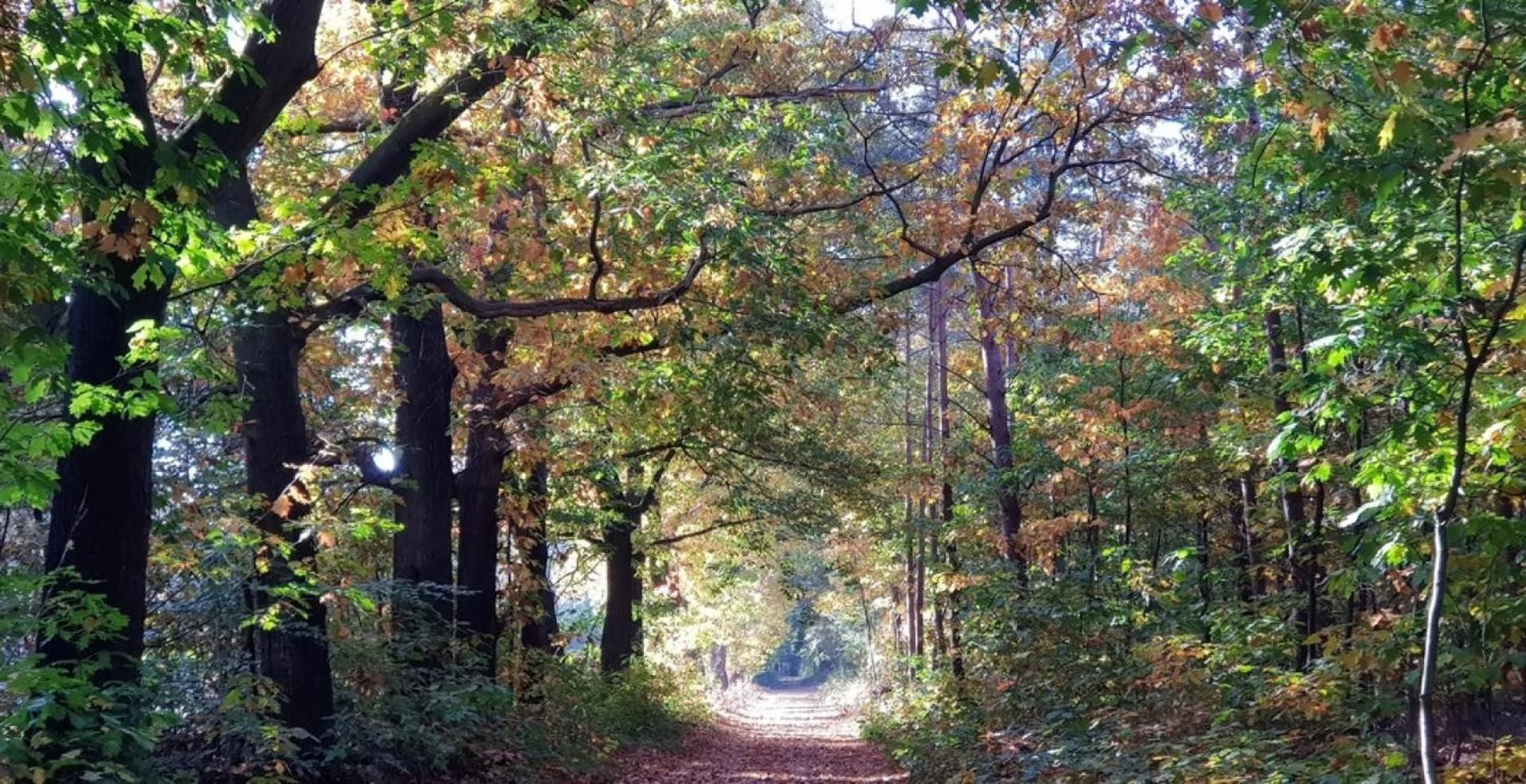 Vakantiehuis Op Rustig Bospark Veluwe Voorthuizen Exterior foto